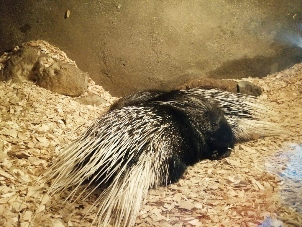 Sleeping porcupines at Mablethorpe seal sanctuary